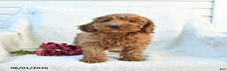 Cockapoo dogs for sale: Jason - Ad 5