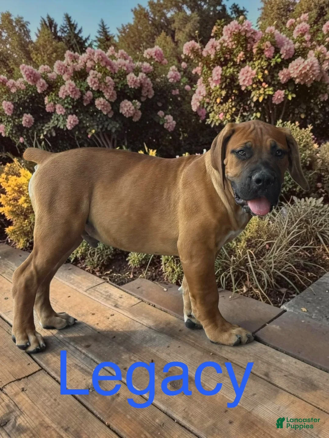 South African Boerboels dogs for sale: Legacy  - Ad 1