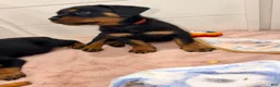 Rottweiler dogs for sale: Rottweiler 6 - Ad 11
