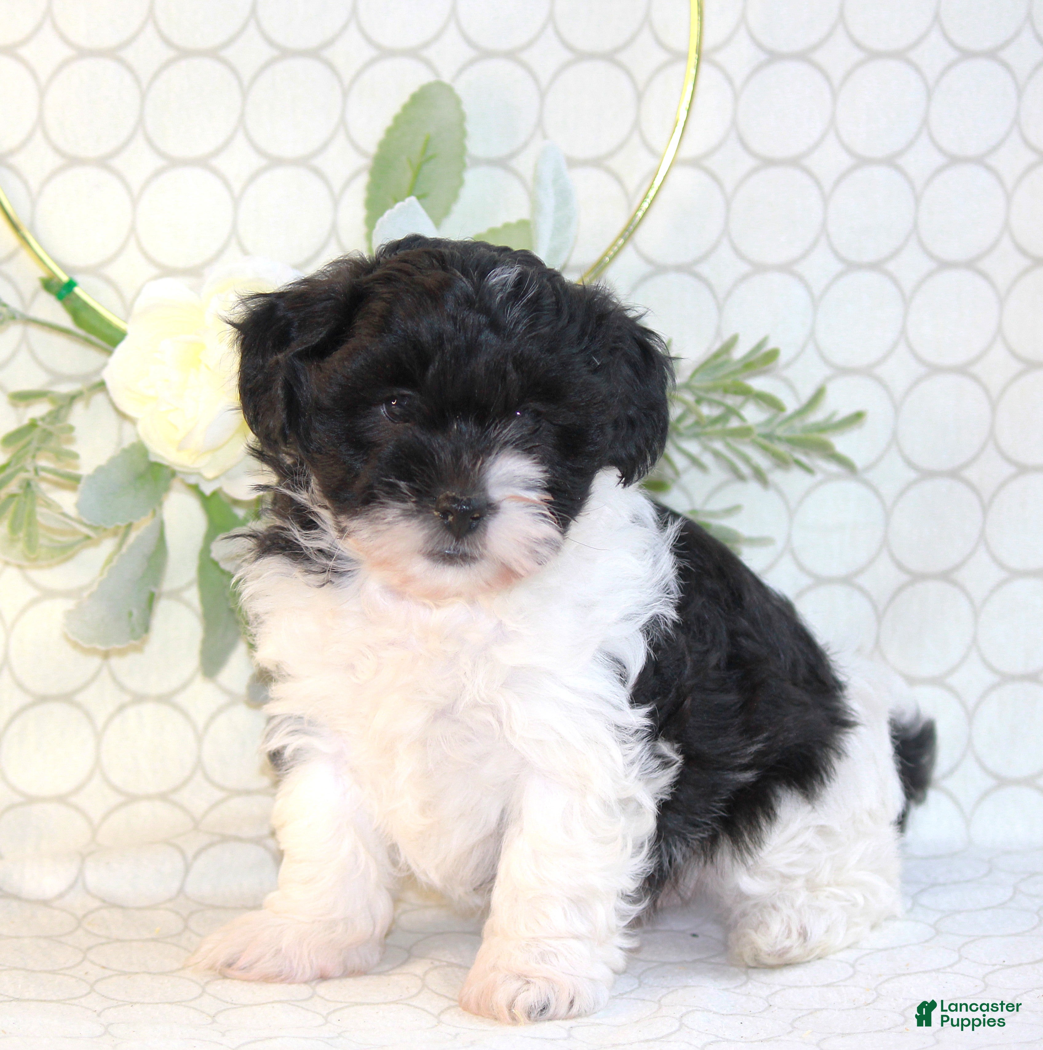 Shihpoo dogs Rylo - Ad 1