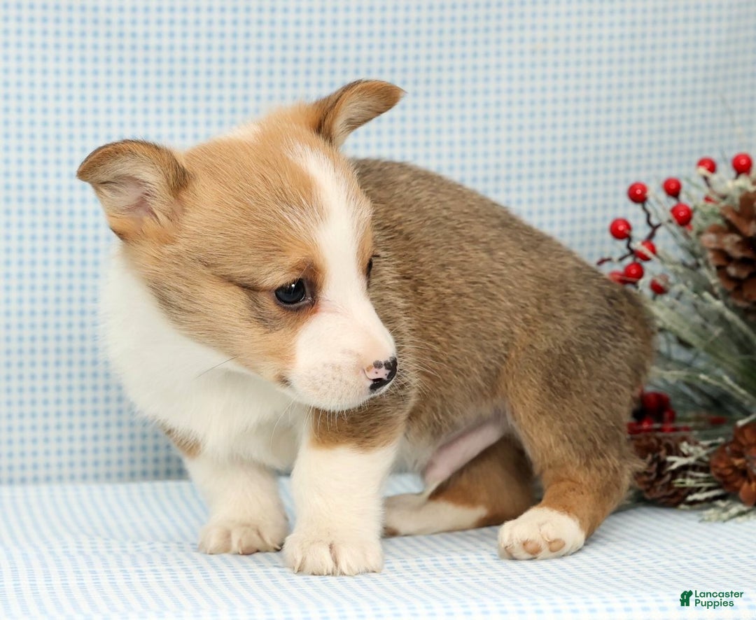 Welsh Corgi Pembroke dogs for sale: Max - Ad 4
