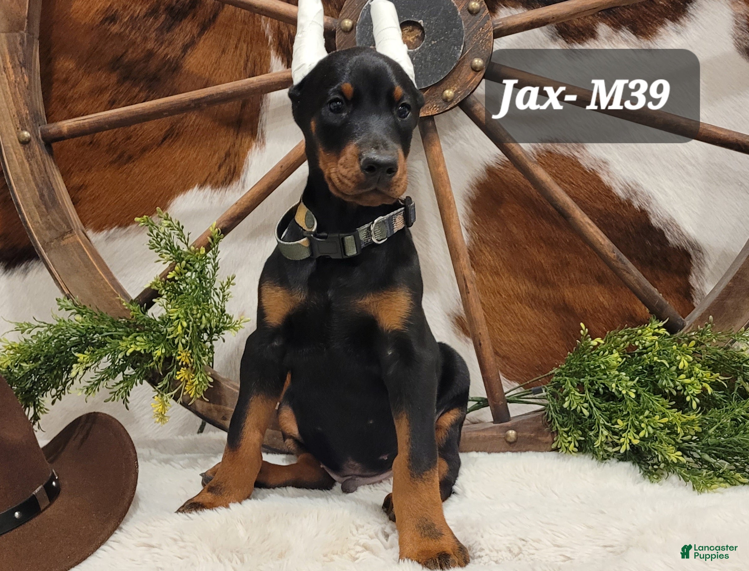 Doberman Pinscher dogs JAX - Ad 2