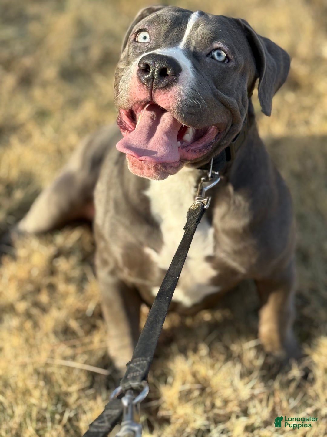 American Bully dogs for sale: American Bully 4 puppies - Ad 29