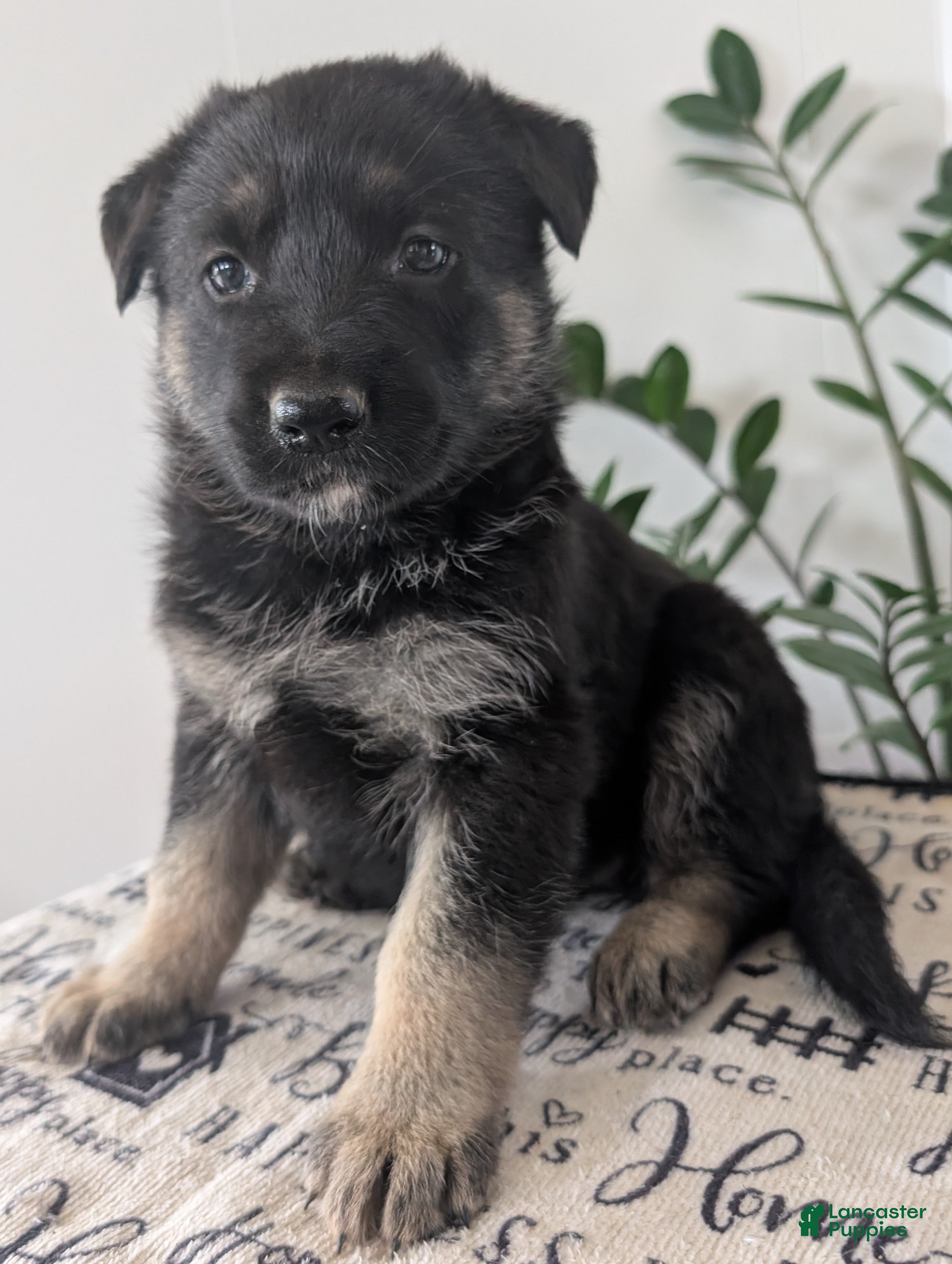 German Shepherd dogs Mandi  - Ad 1
