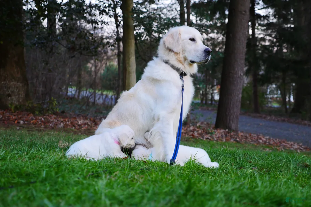 Golden Retriever dogs for sale: Champ - Ad 2