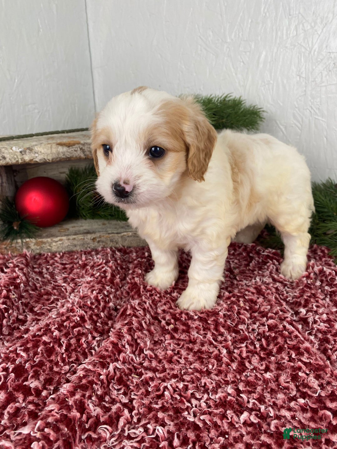 Cockapoo dogs for sale: Ace - Ad 10