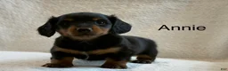 Miniature Dachshund dogs for sale: Annie  - Ad 1