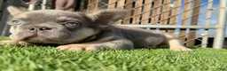 French Bulldog dogs for sale: Rocky 🩶 Rare Lilac Tan Fluffy in LA, CA - USA DELIVERY & FINANCING OPTIONS AVAILABLE! - Ad 22