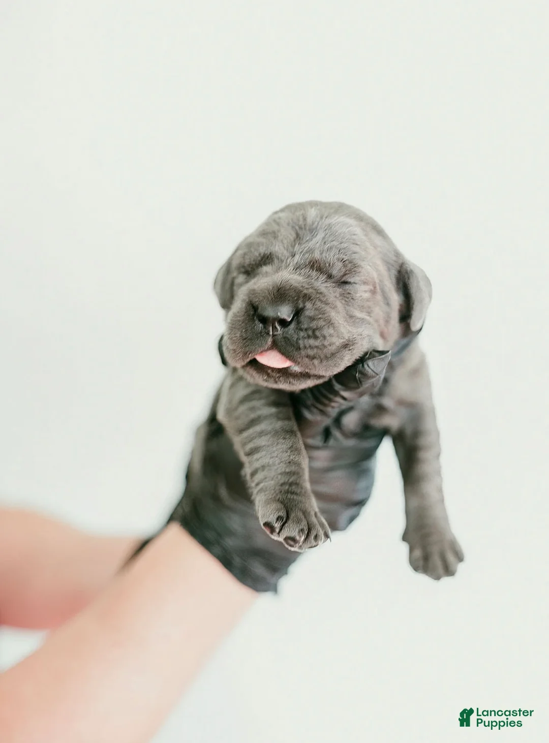 Cane Corso dogs for sale: Ruby - Ad 2