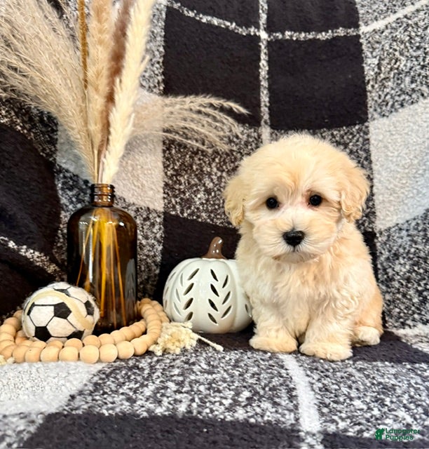 Schnoodle dogs Leo - Ad 1