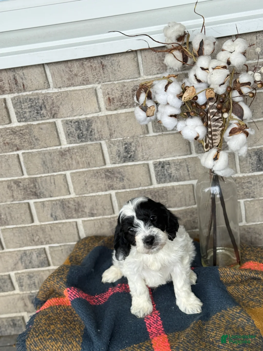 Cavapoo dogs for sale: Kip - Ad 3