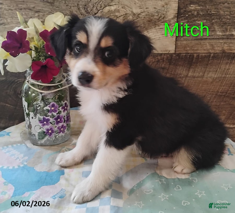 Miniature Australian Shepherd dogs for sale: Mitch - Ad 3