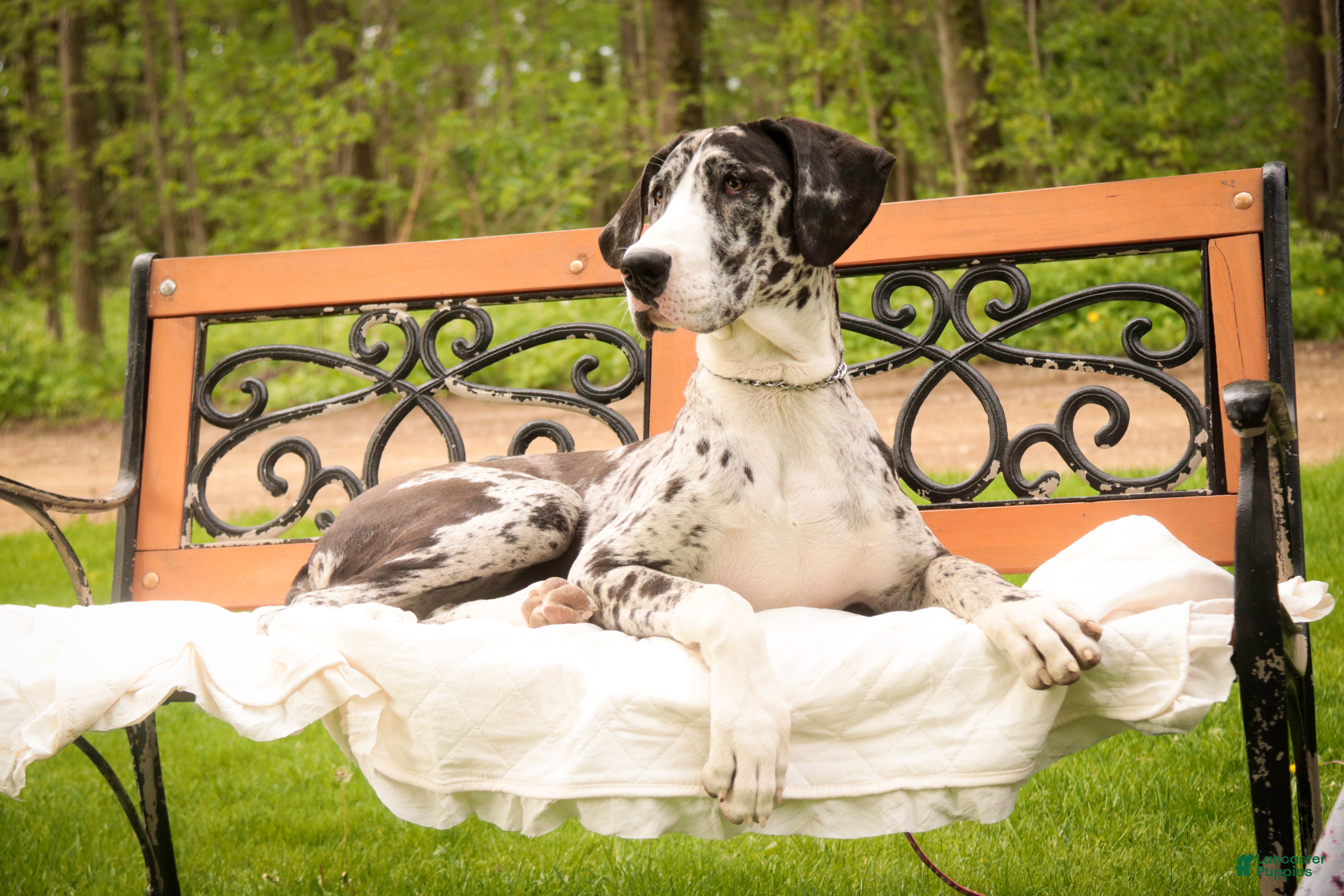 Great Dane dogs Lorelai - Ad 2