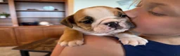 English Bulldog dogs for sale: Rudy - Ad 5