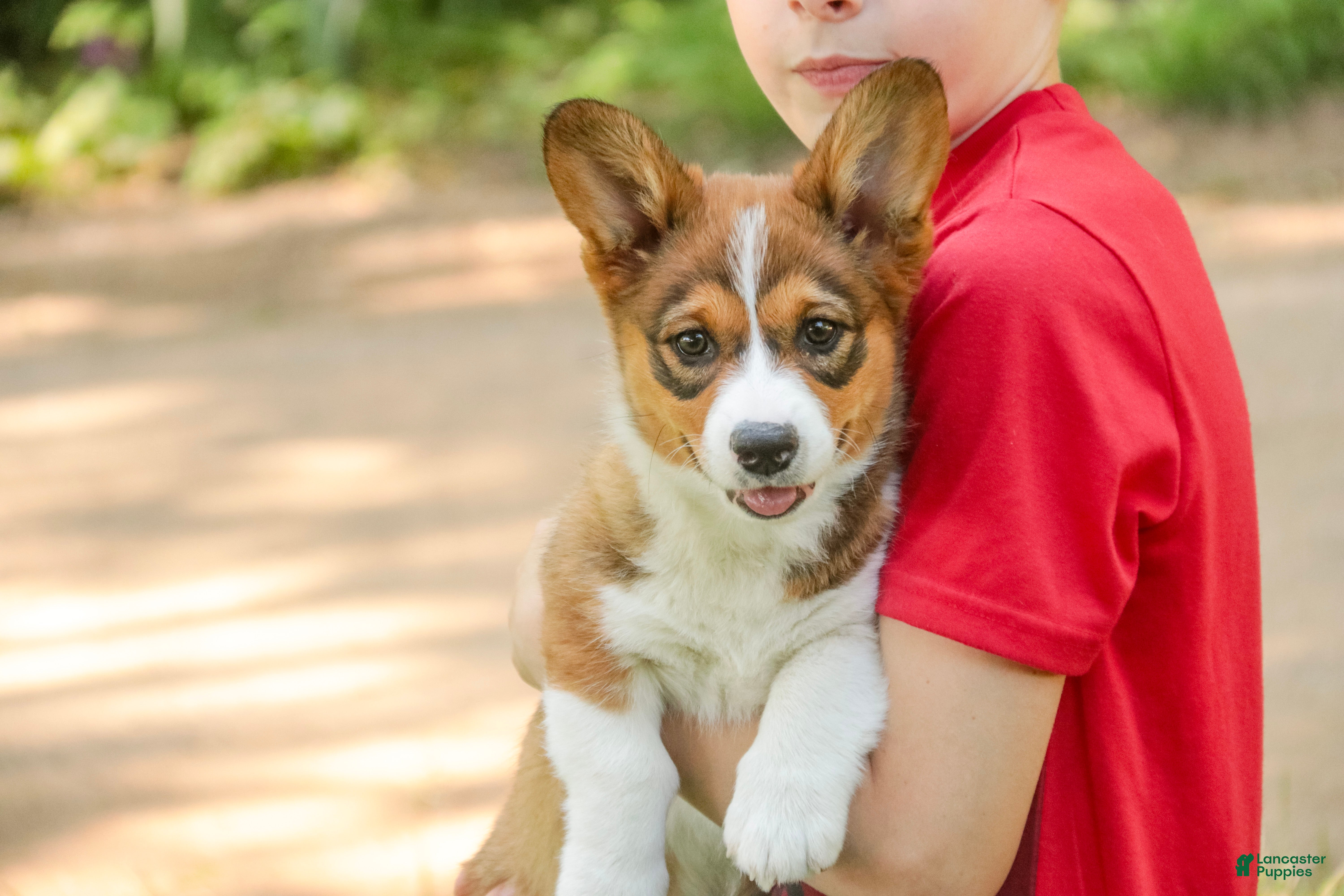 Welsh Corgi Pembroke dogs Giselle - Ad 1