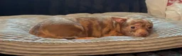 Chihuahua dogs for sale: Mr choco  - Ad 4