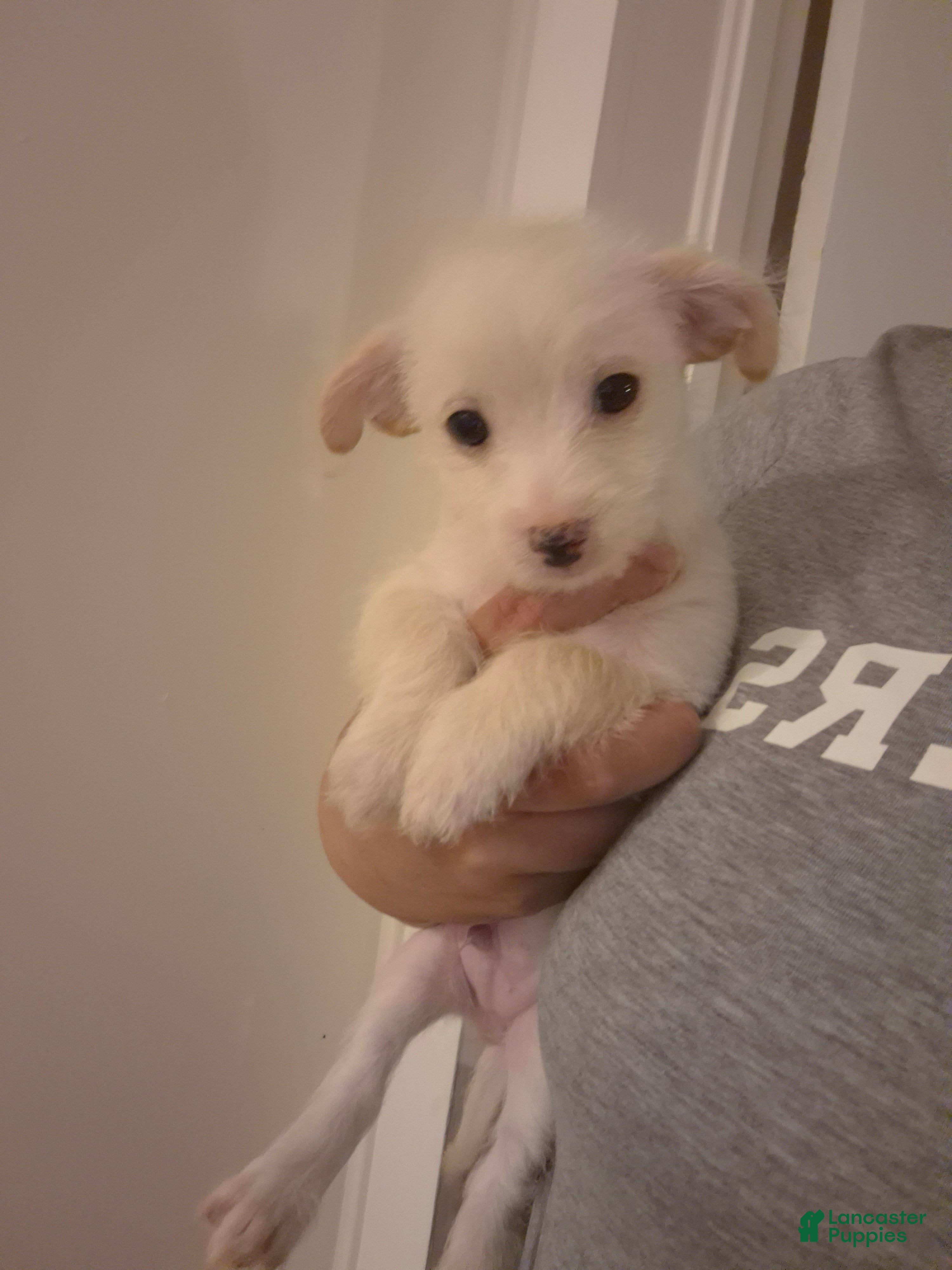 Chipoo dogs  Puppy 1 - Ad 1