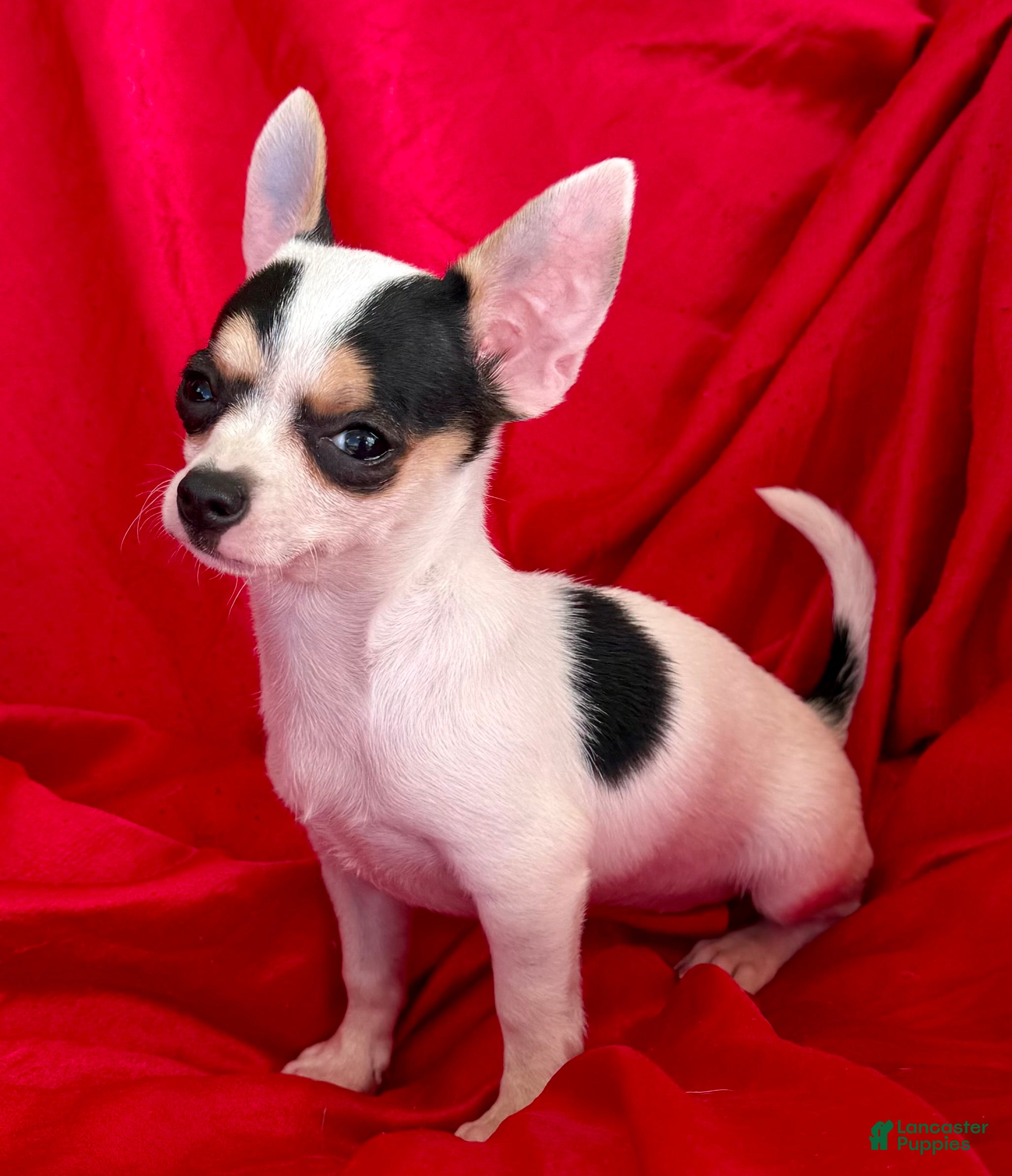 Chihuahua dogs for sale: Spicy - Ad 2