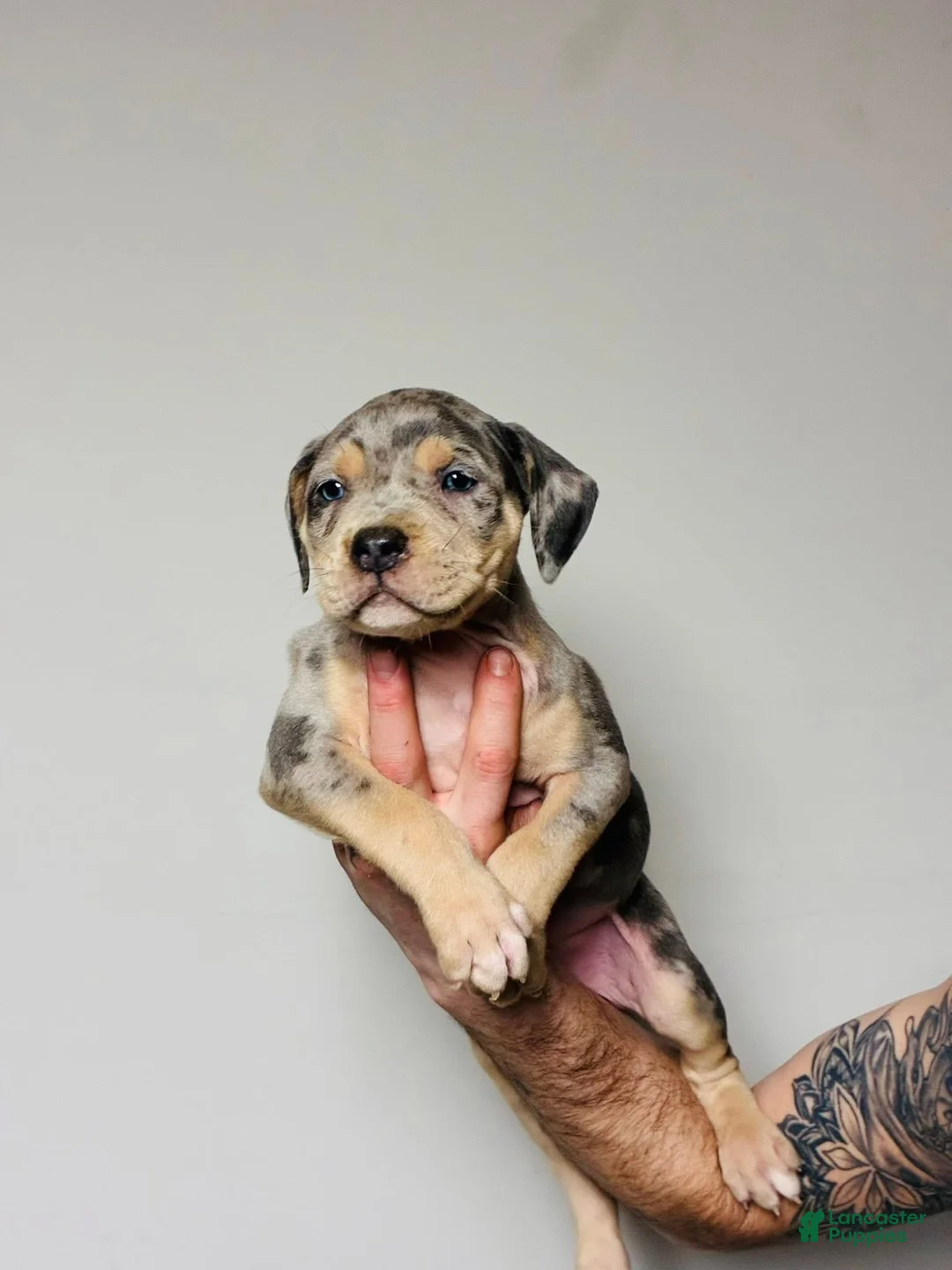 American Bully dogs for sale: Big merle - Ad 1