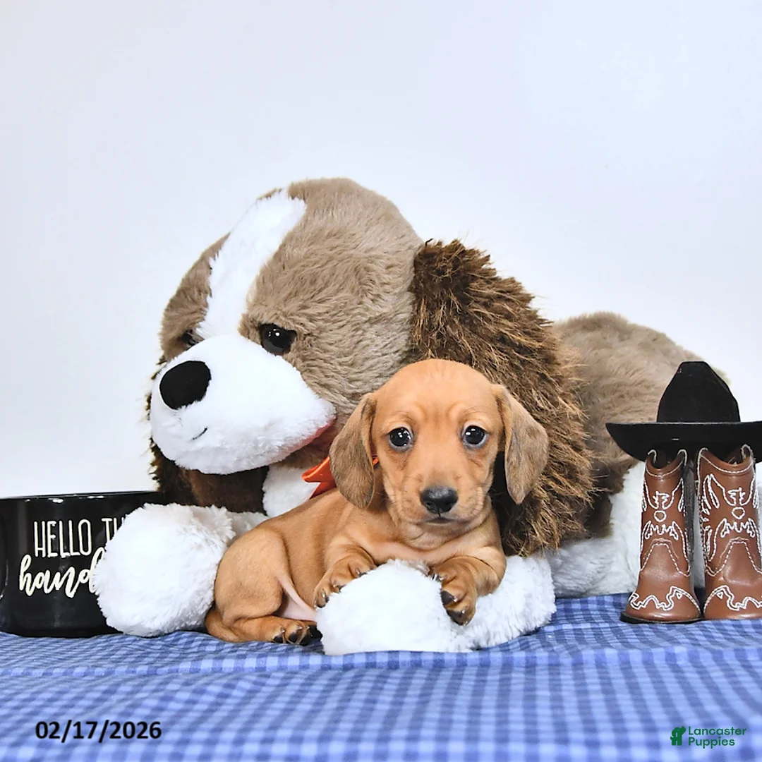 Miniature Dachshund dogs for sale: Sparky - Ad 1
