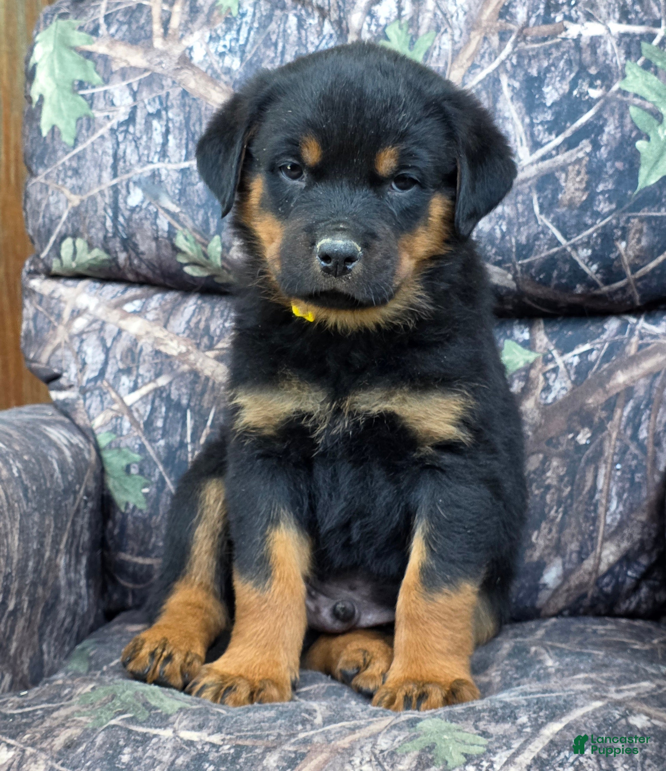 Rottweiler dogs Joey - Ad 2
