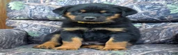 Rottweiler dogs for sale: Joey - Ad 2