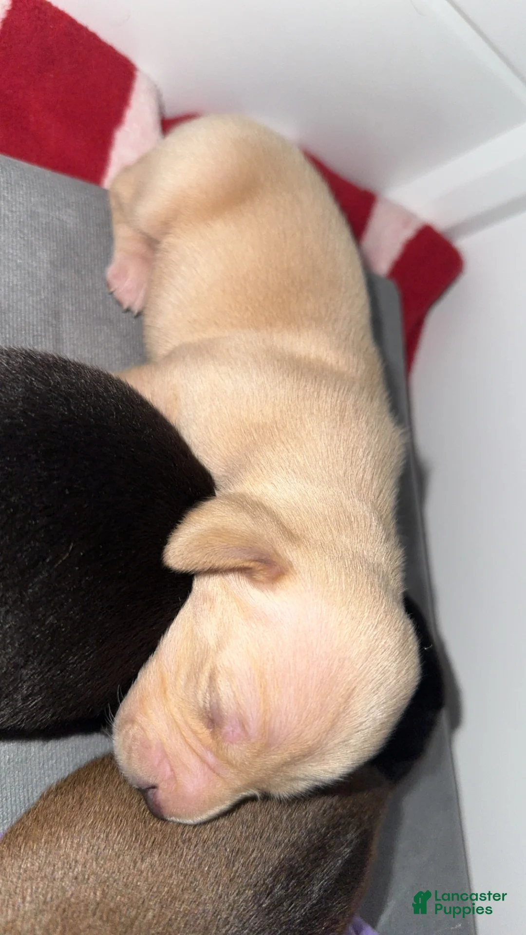 Dachshund dogs for sale: Dachshund Puppy 3 - Ad 2