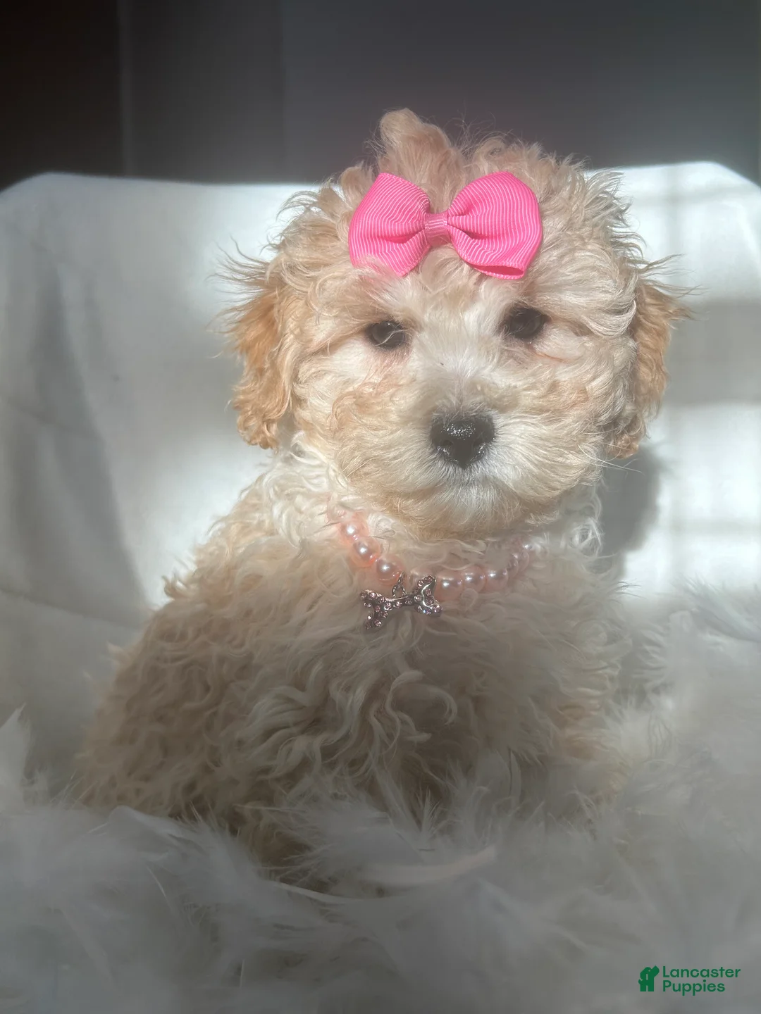 Mixed Breed dogs for sale: Beauty  - Ad 2