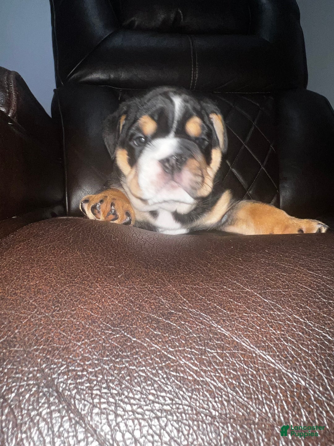 English Bulldog dogs for sale: English Bulldog litter of 5 puppies - Ad 17