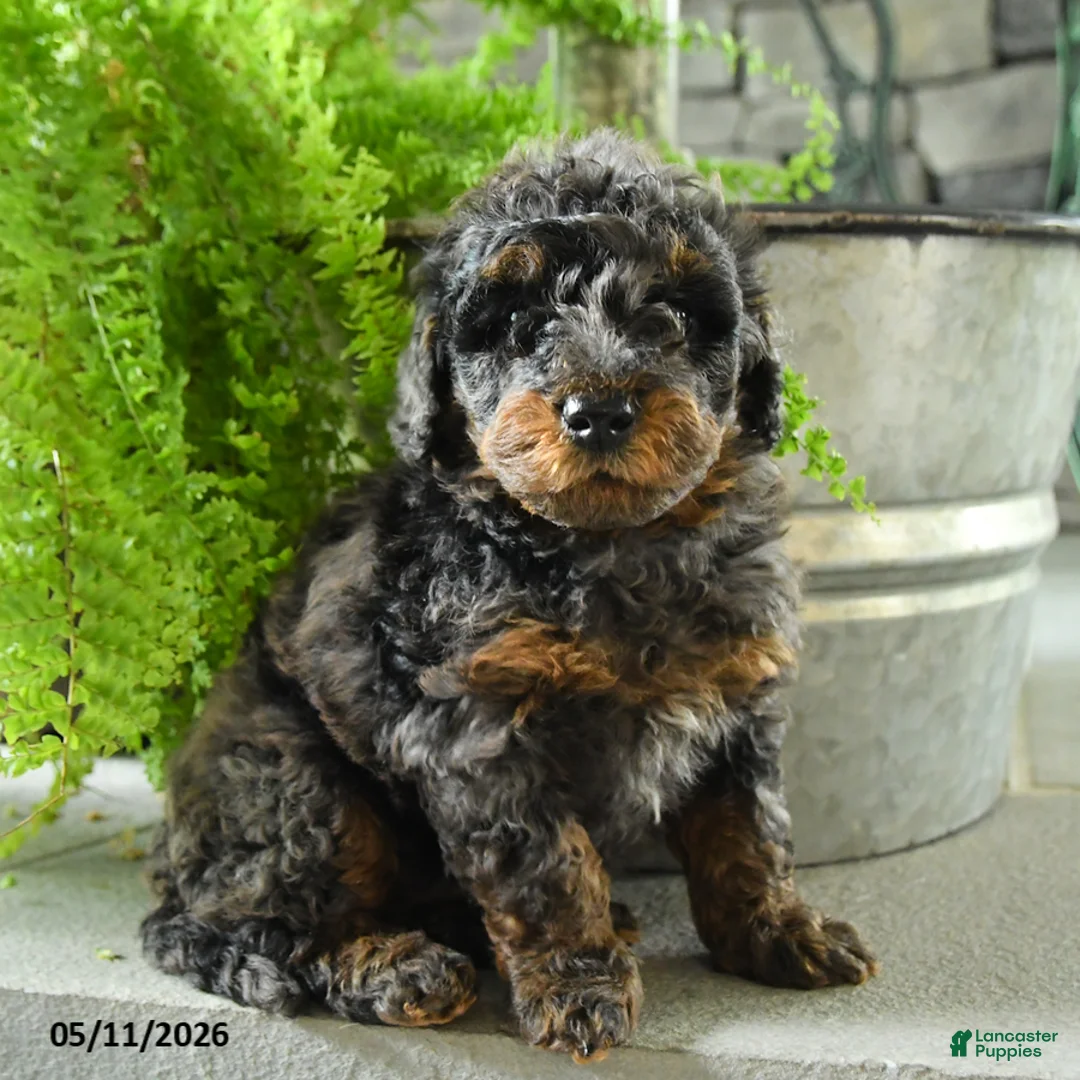 Yorkiepoo dogs for sale: Joko - Ad 2