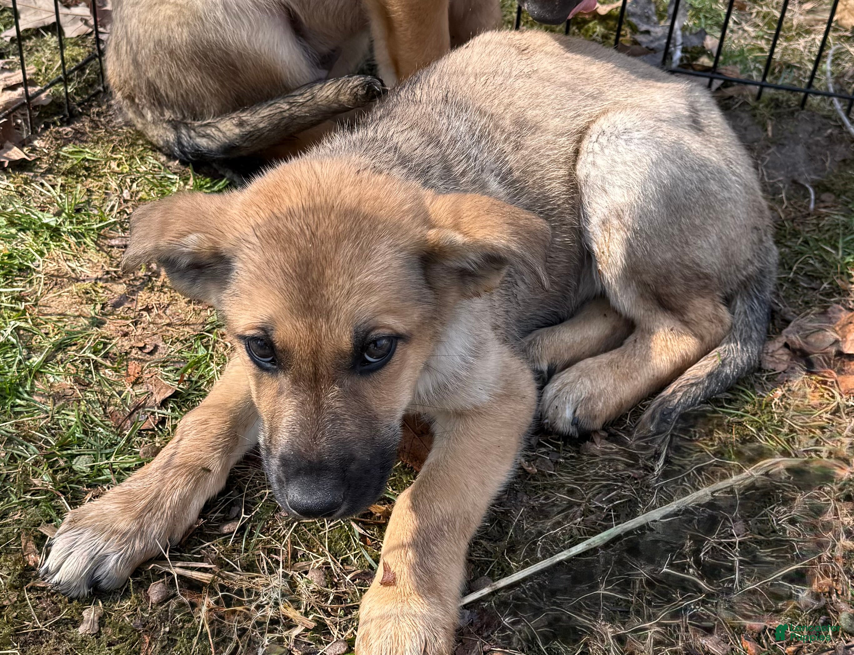 German Shepherd dogs for sale: German Shepherd Puppy 1 - Ad 1