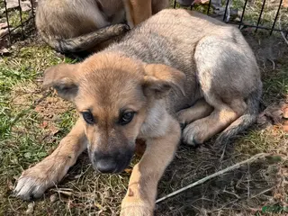 German Shepherd dogs for sale: German Shepherd Puppy 1 - Ad 1