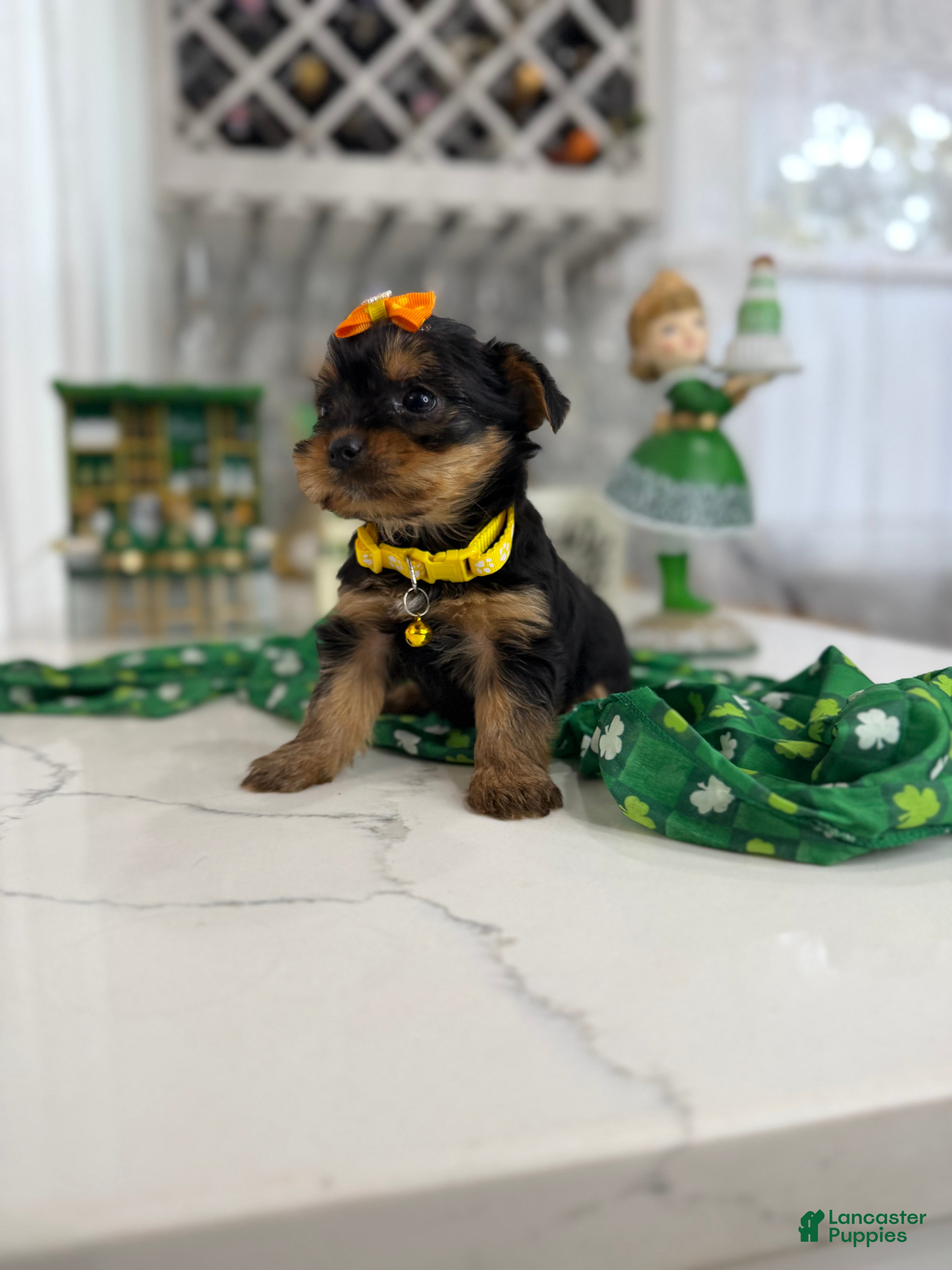 Yorkshire Terrier dogs Lilly - Ad 27