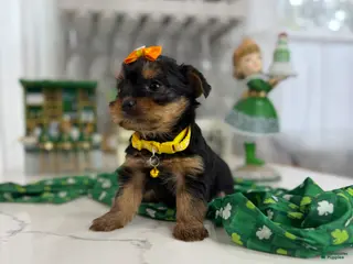 Yorkshire Terrier dogs Lilly - Ad 27