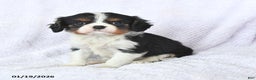 Cavalier King Charles Spaniel dogs for sale: Cuddles - Ad 2