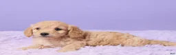 Cavapoo dogs for sale: Abby - Ad 5