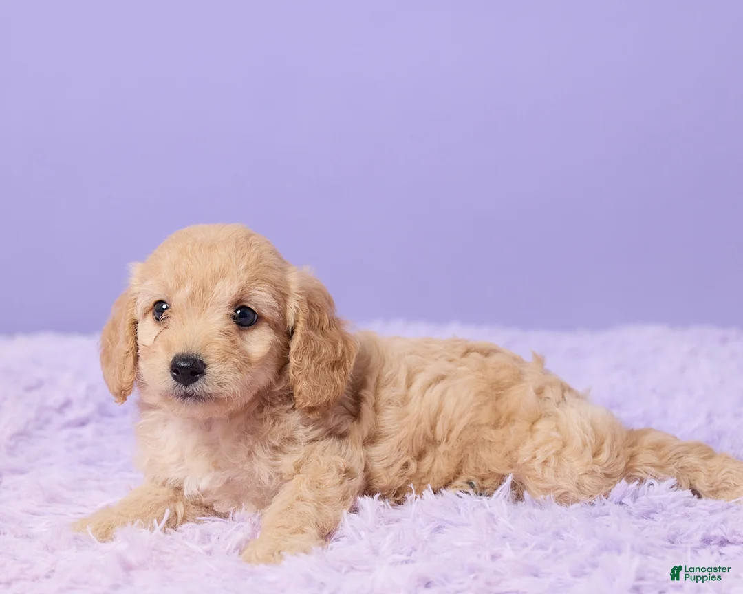 Cavapoo dogs for sale: Abby - Ad 5
