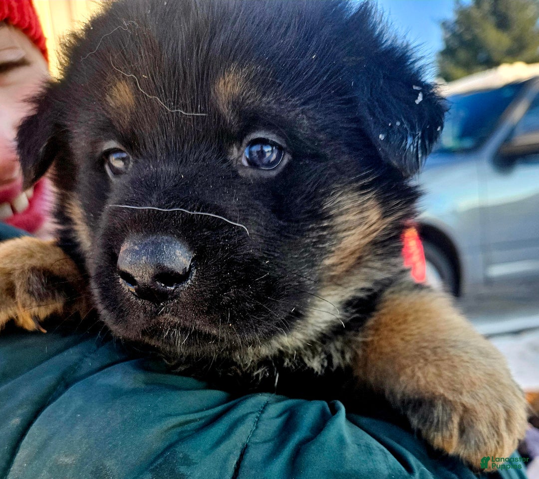 German Shepherd dogs for sale: Snickers - Ad 1