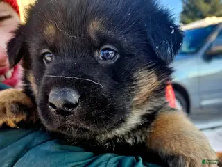 German Shepherd dogs Snickers - Ad 24