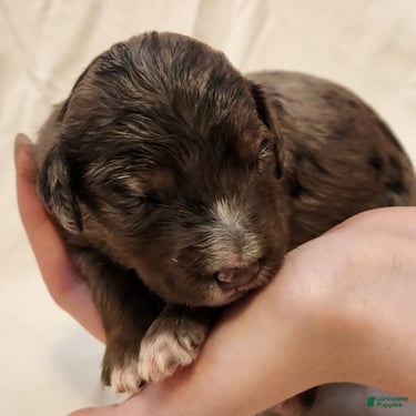 Mini Aussiedoodle dogs for sale: Misty Female Blue Merle - Ad 7
