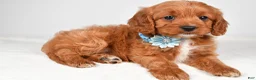 Cavapoo dogs for sale: Kate - Ad 7