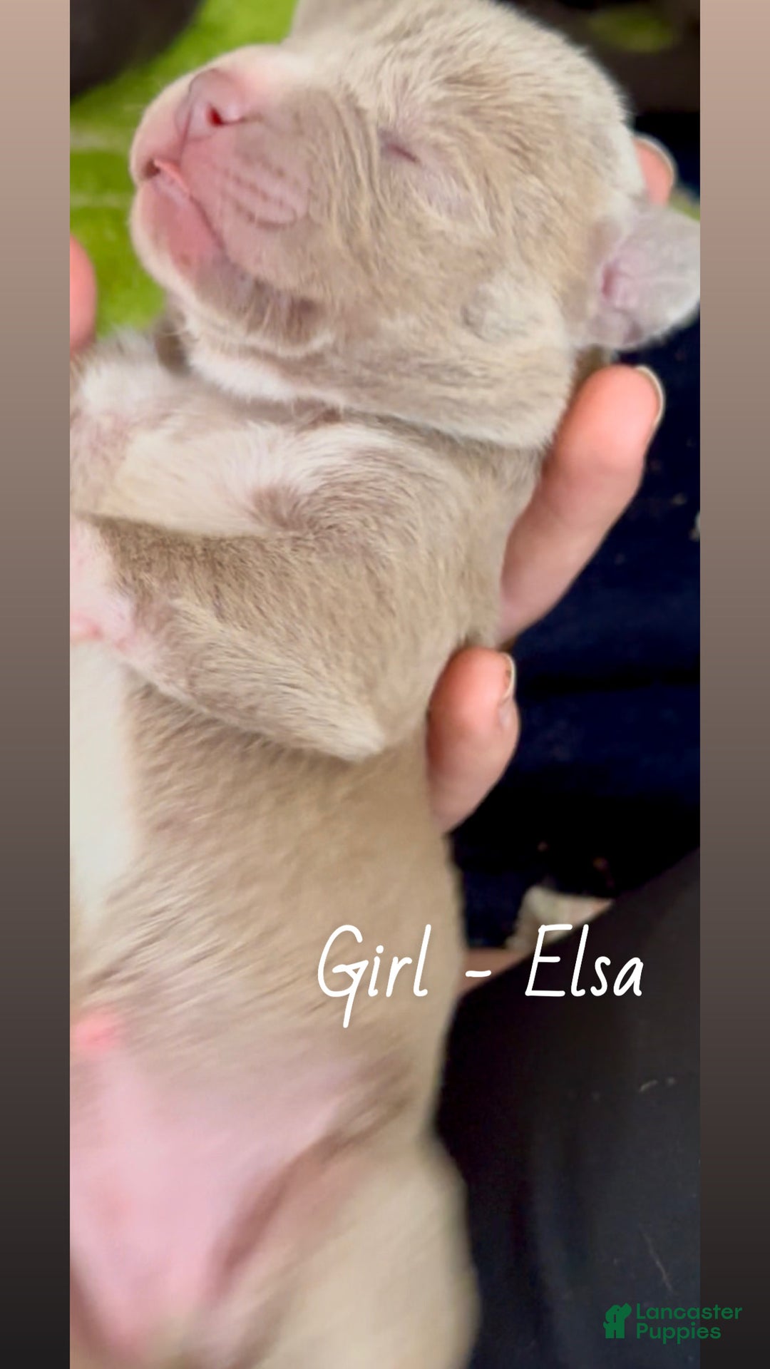 Mixed Breed dogs for sale: Elsa - Ad 4