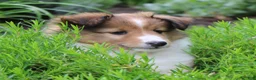 Shetland Sheepdog dogs for sale: Blossom Shetland Sheepdog  - Ad 4
