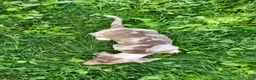 Miniature Dachshund dogs for sale: Bentley  - Ad 18