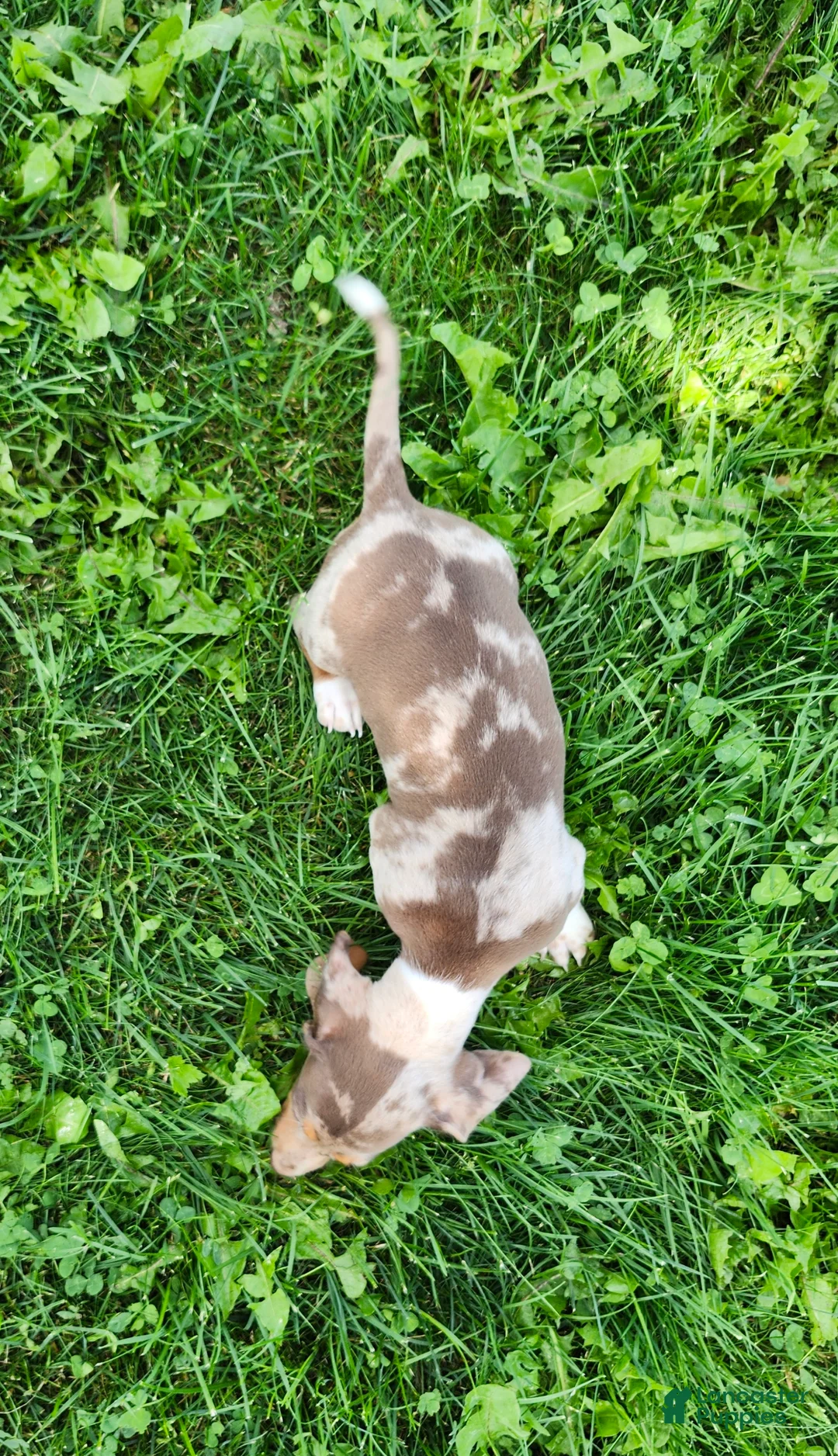 Miniature Dachshund dogs for sale: Bentley  - Ad 18