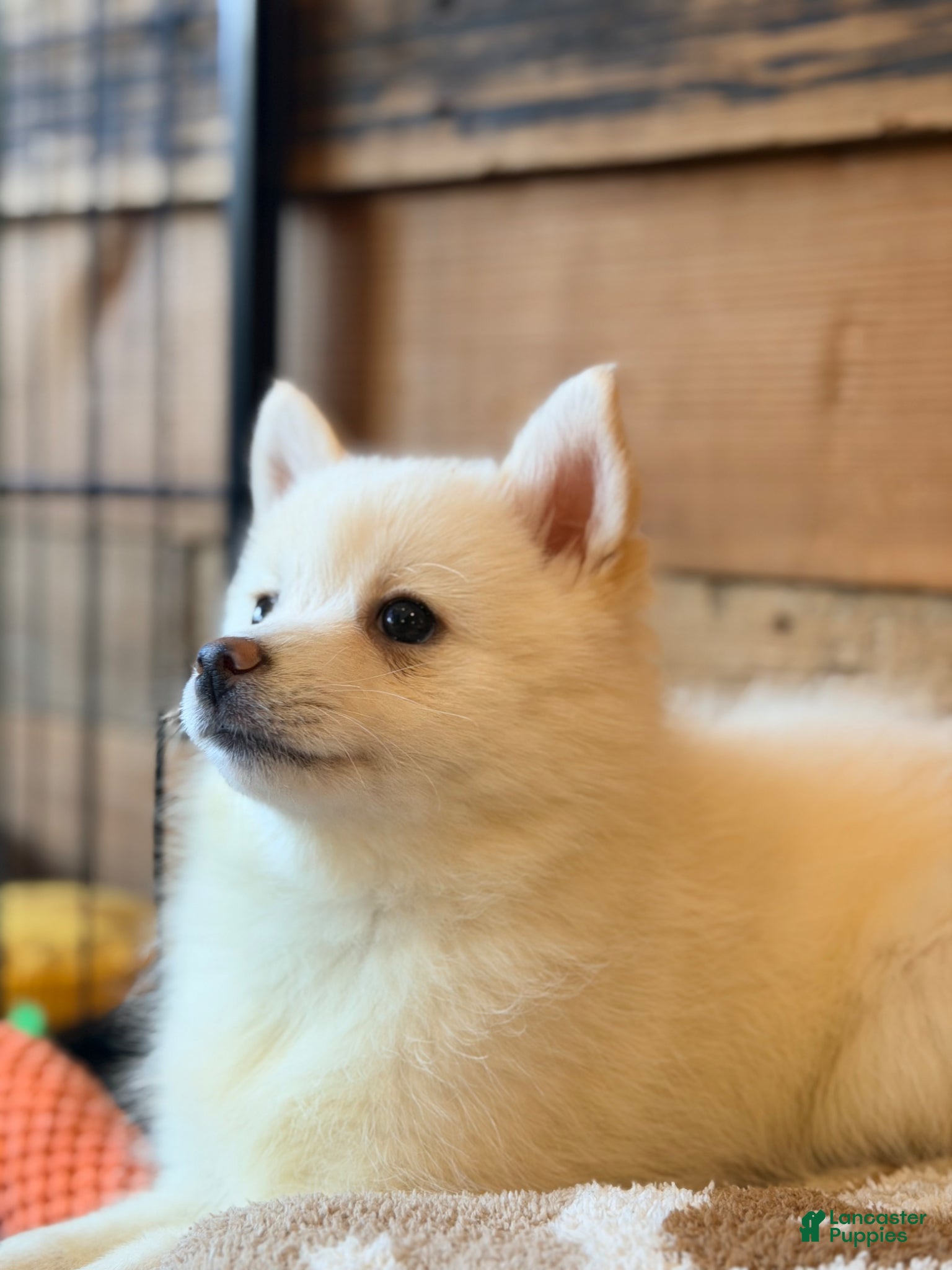 Pomsky dogs Pomsky Puppy 1 - Ad 2