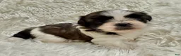 Shih Tzu dogs for sale: Chloe - Ad 3