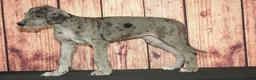 Great Dane dogs for sale: Sandy - Ad 3