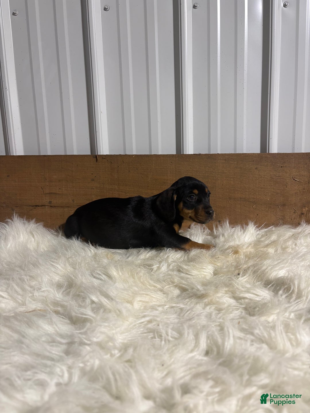 Mixed Breed dogs for sale: Mixed Breed Puppy 4 - Ad 2