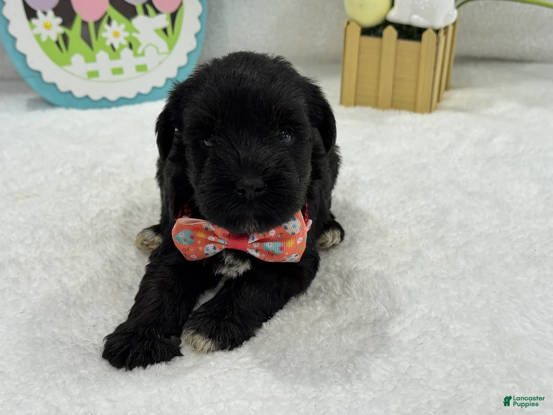 Miniature Schnauzer dogs for sale: Bleu Female 2 - Ad 4